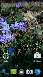 forest flowers