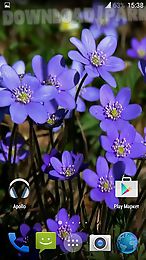 forest flowers