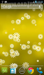 daisy flower live wallpaper