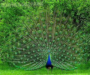 peacock live wallpaper
