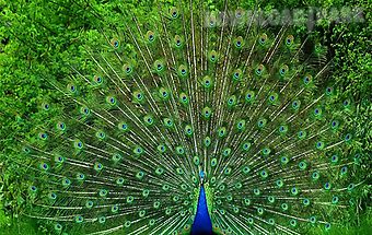 Peacock live wallpaper