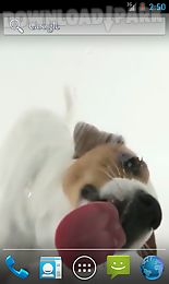 dog licks screen wallpaper