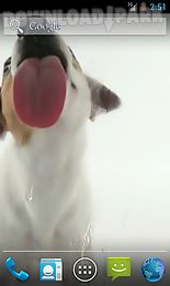 dog licks screen wallpaper
