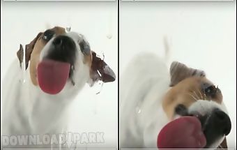 Dog licks screen wallpaper
