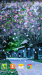 sakura by orchid