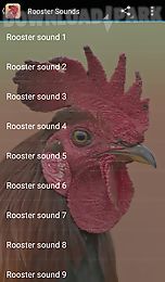 rooster sounds
