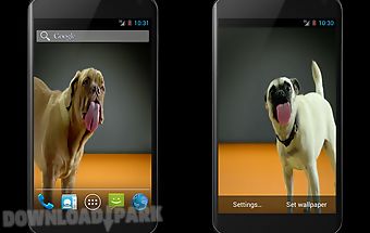 Dogs licking screen wallpaper