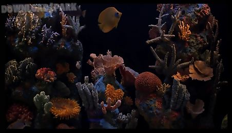 aquarium hd
