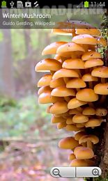 myco free - mushroom guide