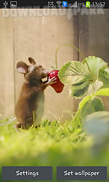 mouse with strawberries