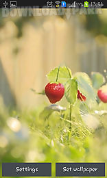 mouse with strawberries