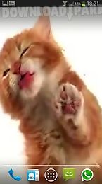 cat licks live wallpaper free
