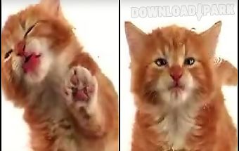 Cat licks live wallpaper free