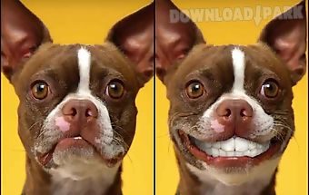 Dog smiles live wallpaper