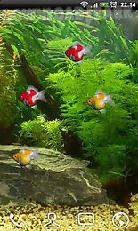 goldfish aquarium lwp