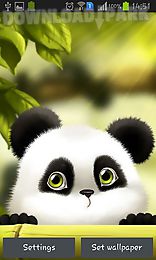 panda