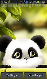 panda