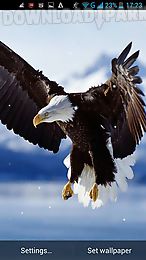 eagle