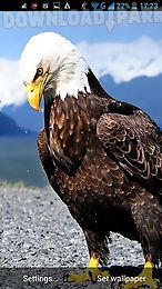 eagle