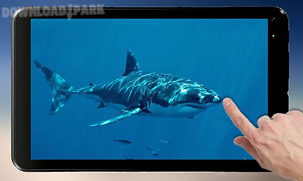 shark attack live wallpaper