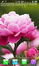 garden peonies