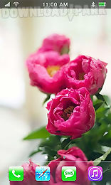 garden peonies