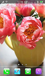 garden peonies