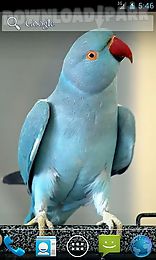 parrot by wpstar