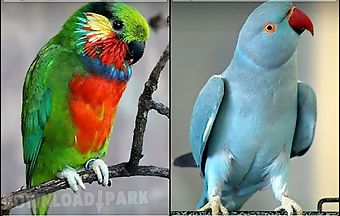 Parrot by wpstar
