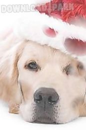 sad christmas dog live wallpaper