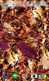 autumn leaves landscape