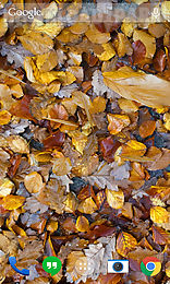 autumn leaves landscape