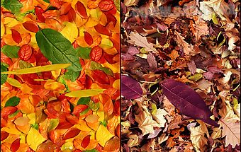 Autumn leaves landscape