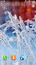 frozen flowers