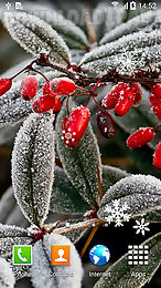 frozen flowers