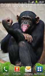 funny monkey