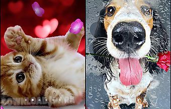 Cute animals by live wallpapers ..