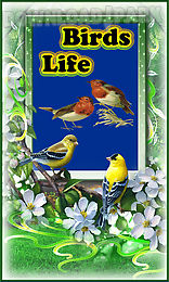 birds life