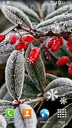 winter flowers