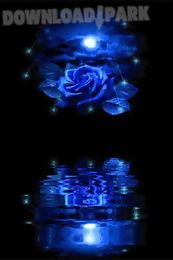 blue rose reflected in water l