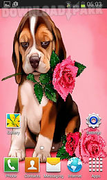 puppy rose live wallpaper