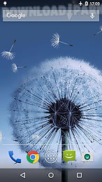 dandelion live wallpaper