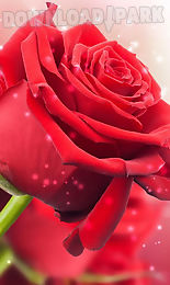 red rose live wallpaper