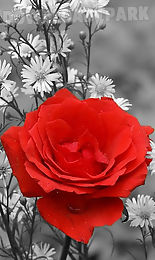 red rose live wallpaper