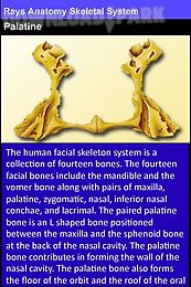 rays anatomy skeletal system