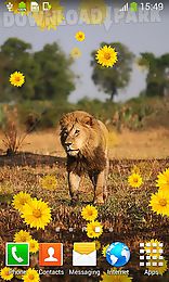 lion by live wallpapers free