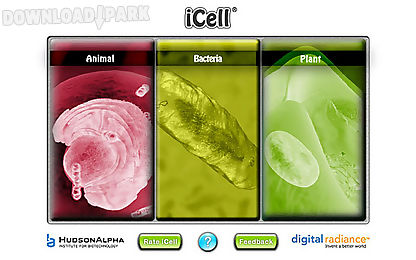 icell