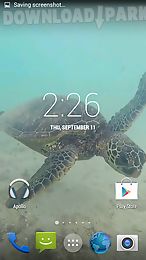 sea turtle hd. wallpaper