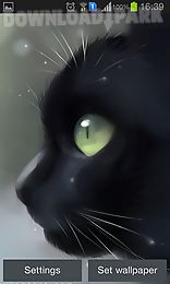 lonely black kitty