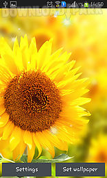 sunflower by creative factory wallpapers